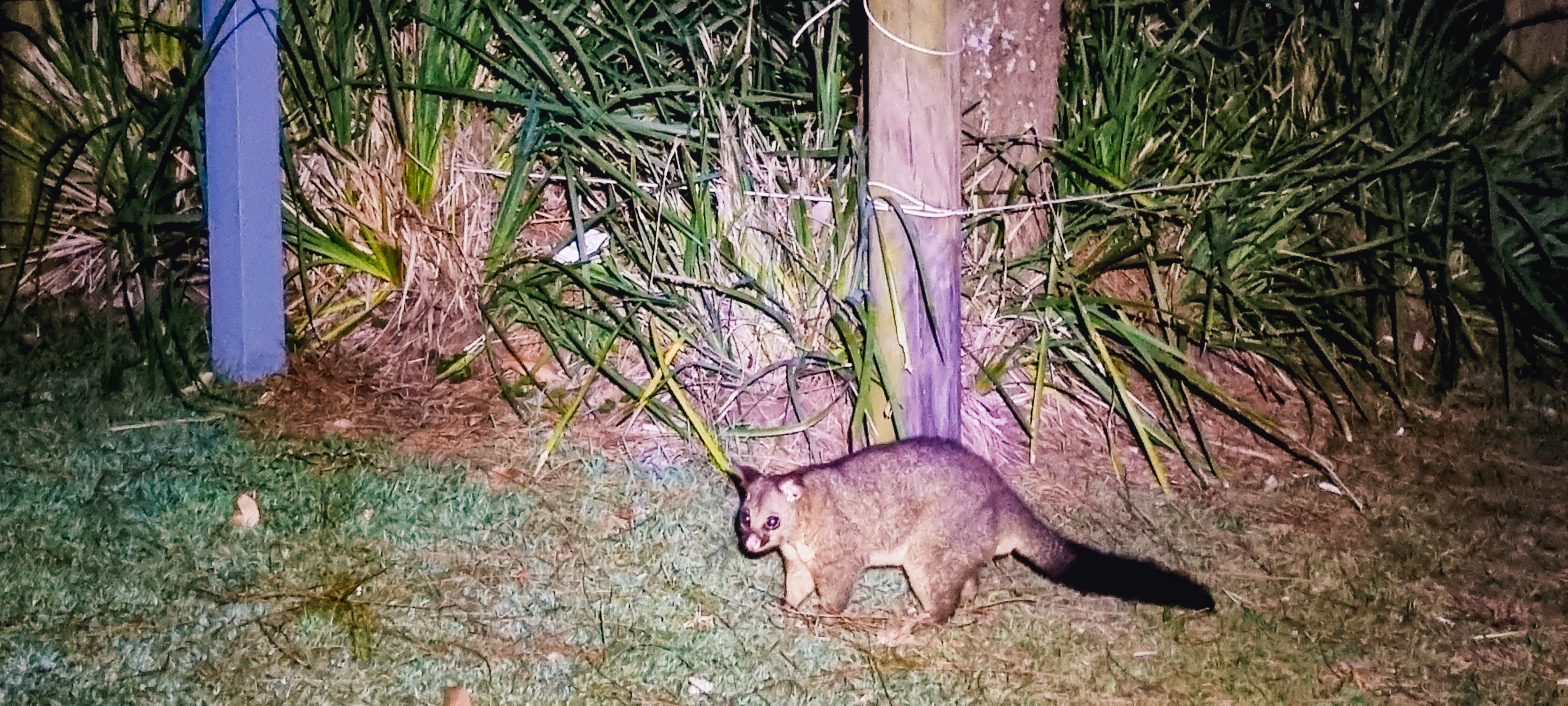Cave Beach Campground Wildlife Spotting